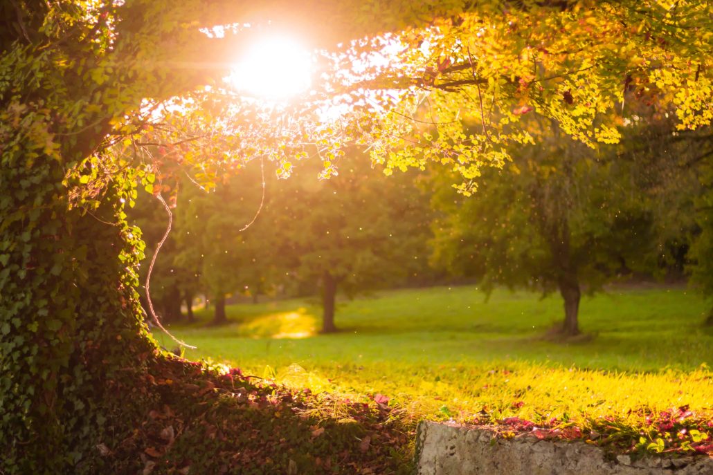 sunlight through trees in park